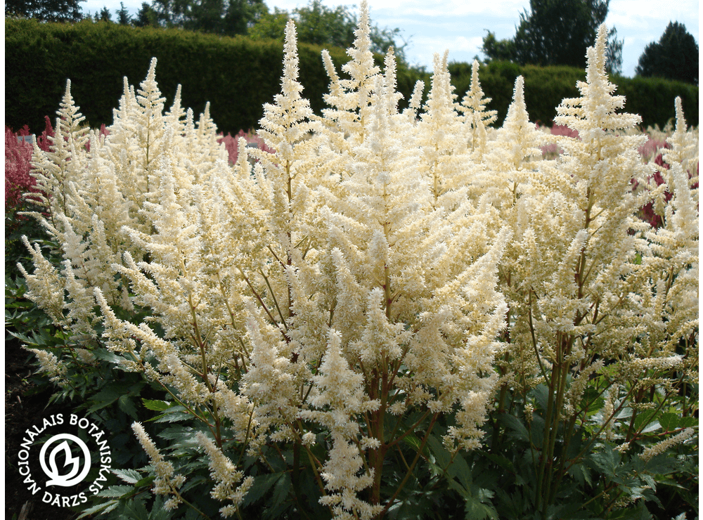 Latvijas stādi Astilbe arendsii Irrlicht Ārendsa astilbe šķirne